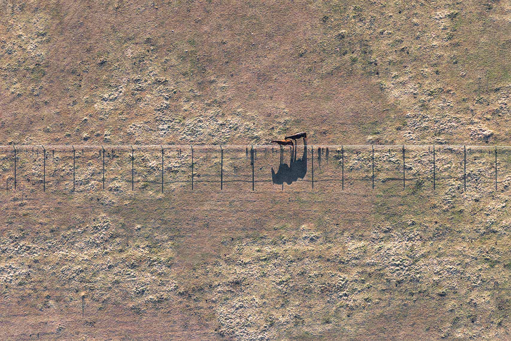 Aerial Landscape Horses