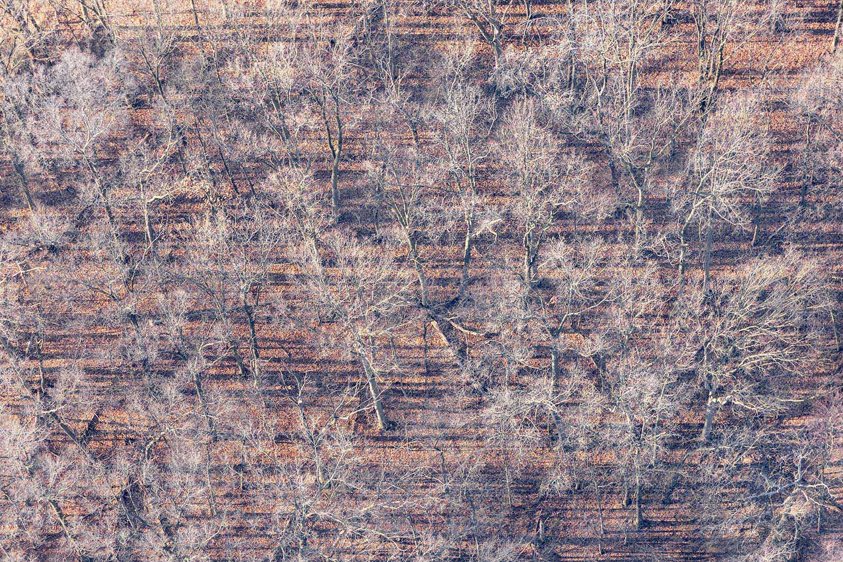 Aerial Landscape Tree Shadows