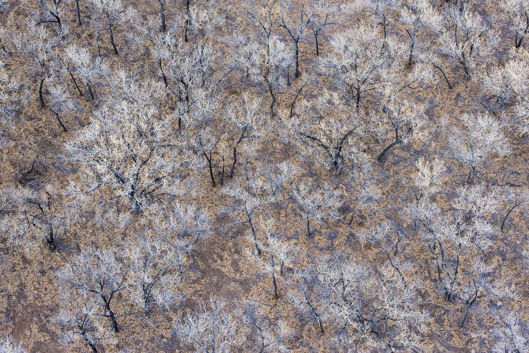 Aerial Landscape Trees